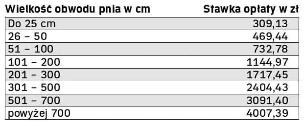 Ile kosztuje wycięcie drzewa przez pilarza? Sprawdź, co wpływa na cenę