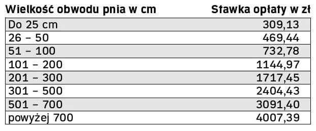 Ile kosztuje wycięcie drzewa przez pilarza? Sprawdź, co wpływa na cenę