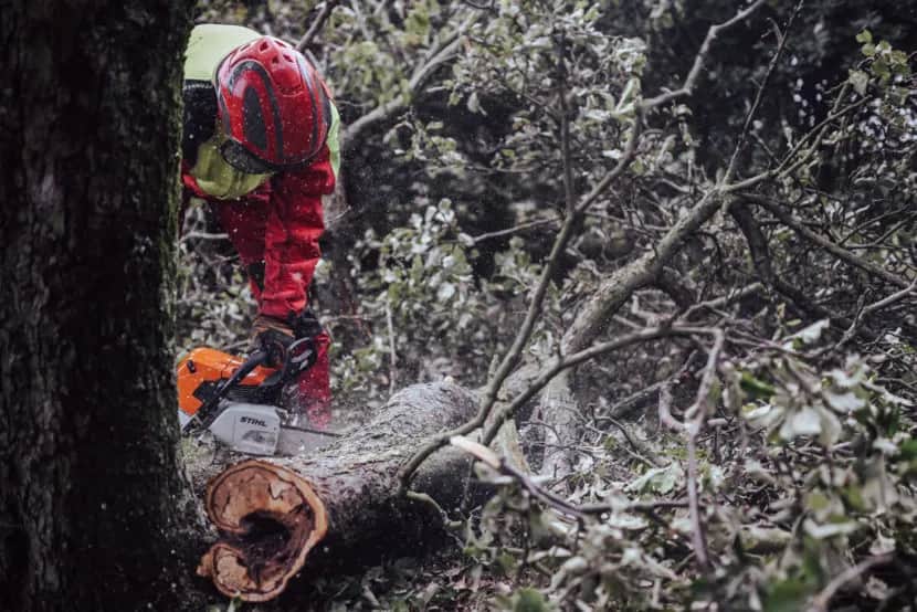 Kiedy straż pożarna może wyciąć drzewo? Poznaj ważne przepisy i zasady