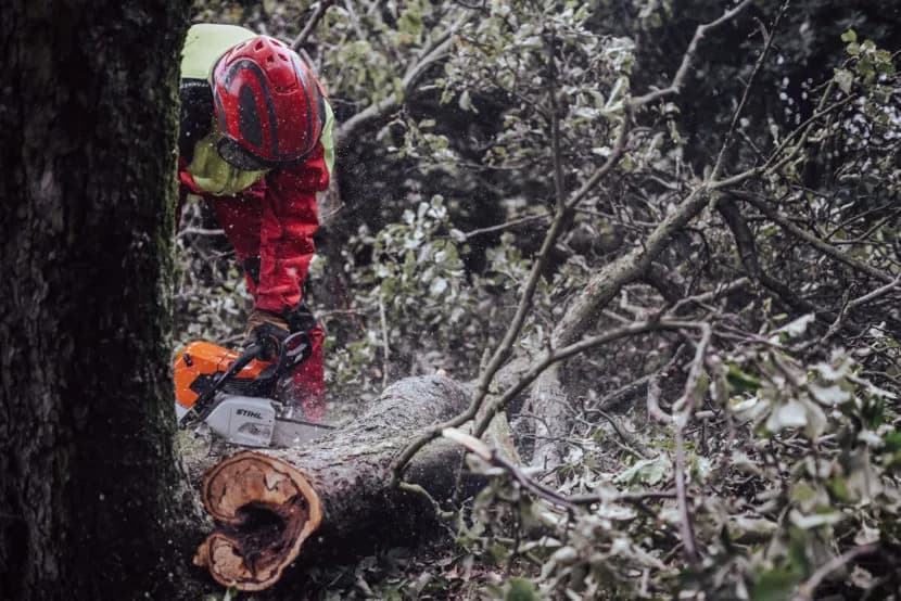 Kiedy straż pożarna może wyciąć drzewo? Poznaj ważne przepisy i zasady