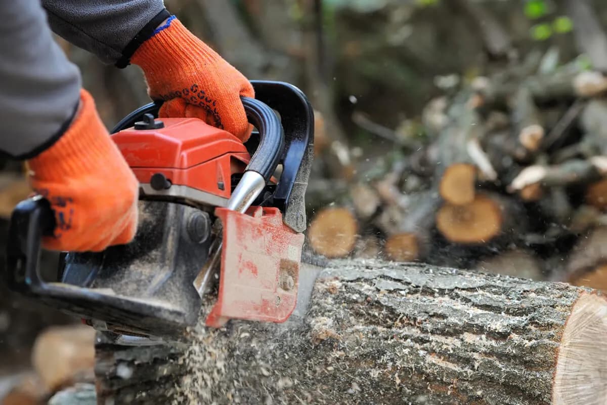 Wycinka drzew od kiedy jest dozwolona? Sprawdź ważne informacje