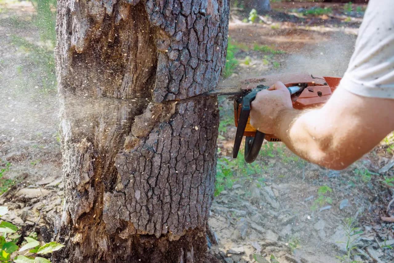 Kiedy można wyciąć drzewa na działce? Poznaj ważne przepisy i terminy