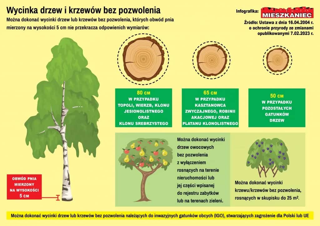 Jak zmierzyć obwód drzewa do wycięcia i uniknąć problemów prawnych