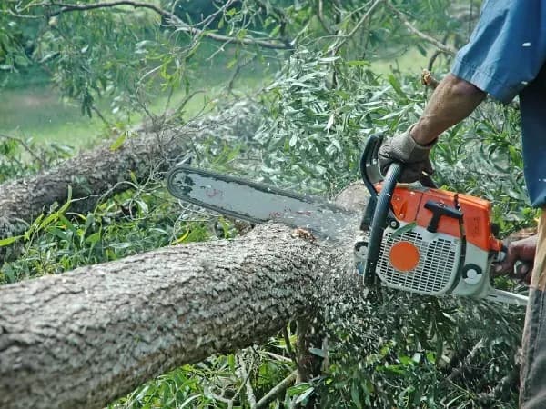 Pozwolenie na wycinkę drzew kto wydaje - uniknij problemów z prawem