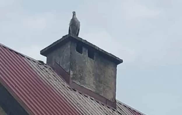 Co oznacza bocian na dachu domu? Symbolika szczęścia i ochrony