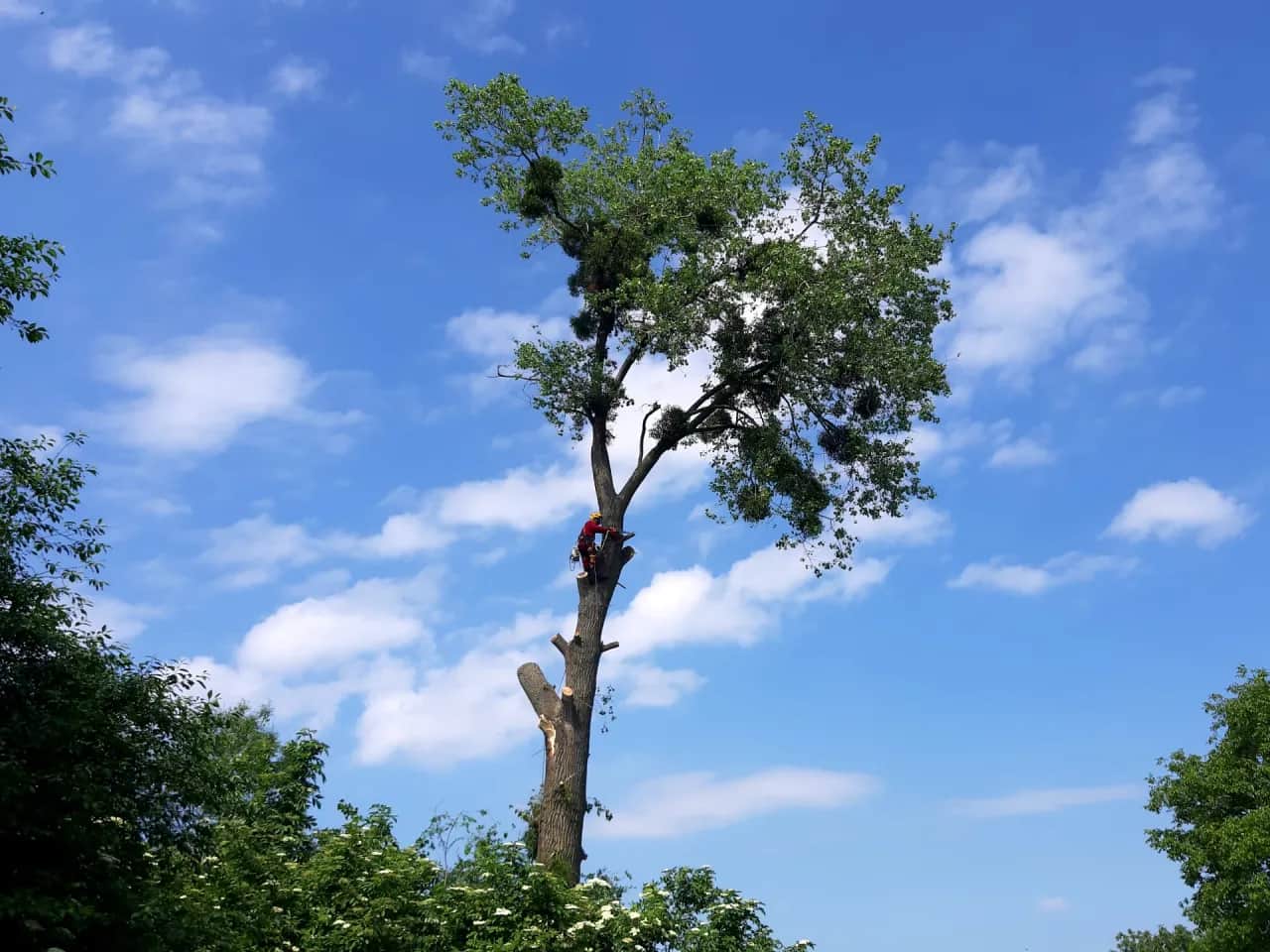 Ile kosztuje wycinka drzewa na działce? Sprawdź ukryte koszty!