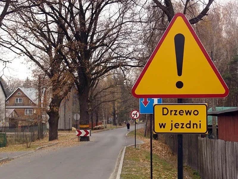 Czy trzeba zgłaszać wycinkę drzew? Sprawdź, aby uniknąć kar