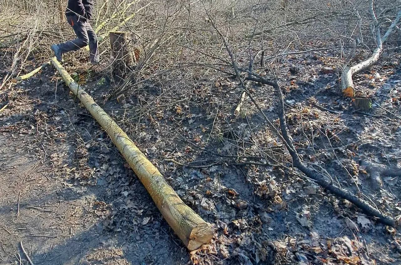 Nielegalna wycinka drzew – jak skutecznie zgłosić problem?