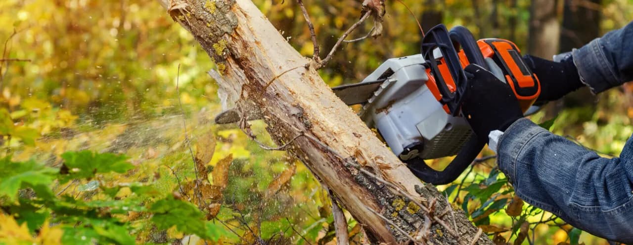 Jak wyciąć drzewo bezpiecznie? Kluczowe techniki i przepisy prawne