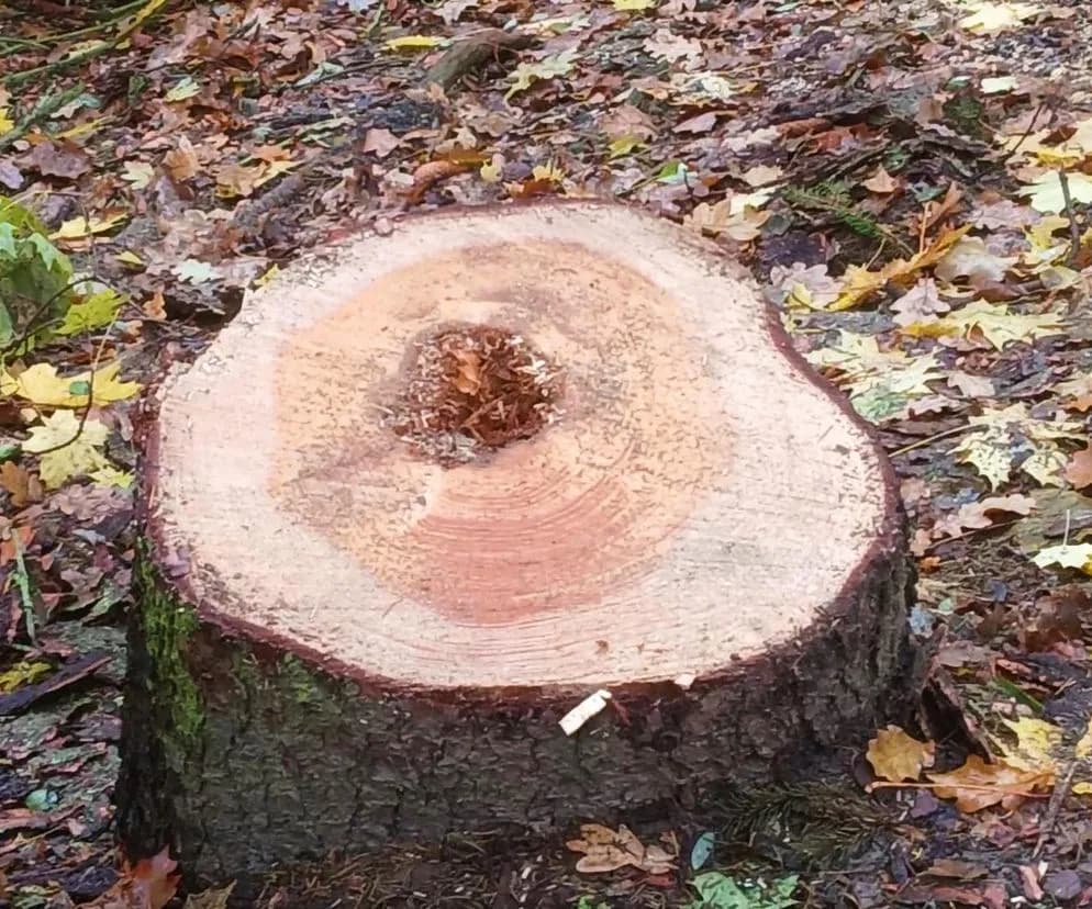 Czy potrzebne jest zezwolenie na wycięcie drzewa? Sprawdź zasady.