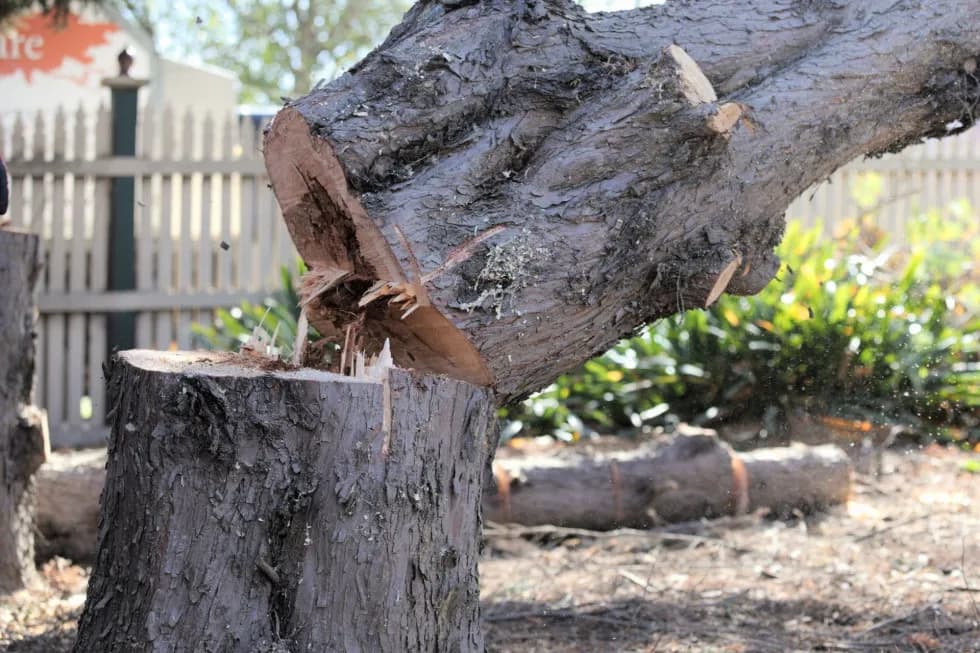 Jakie drzewa mogę wyciąć na swojej posesji bez zezwolenia?