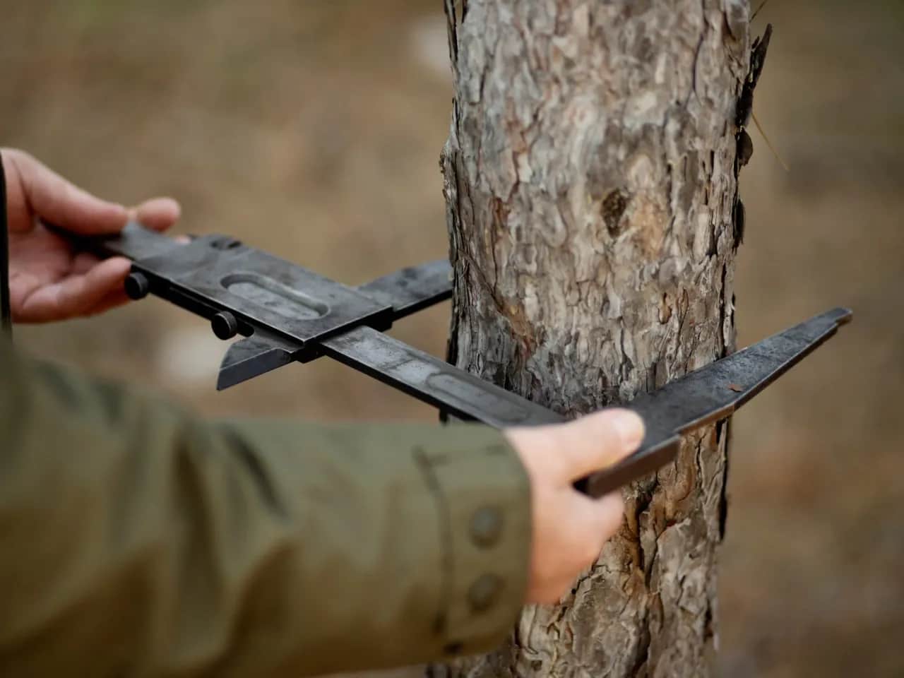 Kiedy można robić wycinkę drzew bez obaw o przepisy prawne?