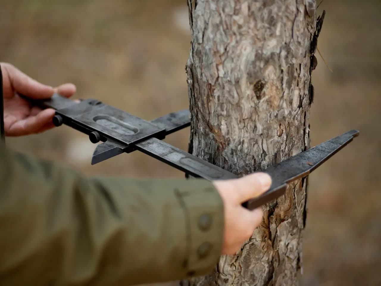Kiedy można robić wycinkę drzew bez obaw o przepisy prawne?
