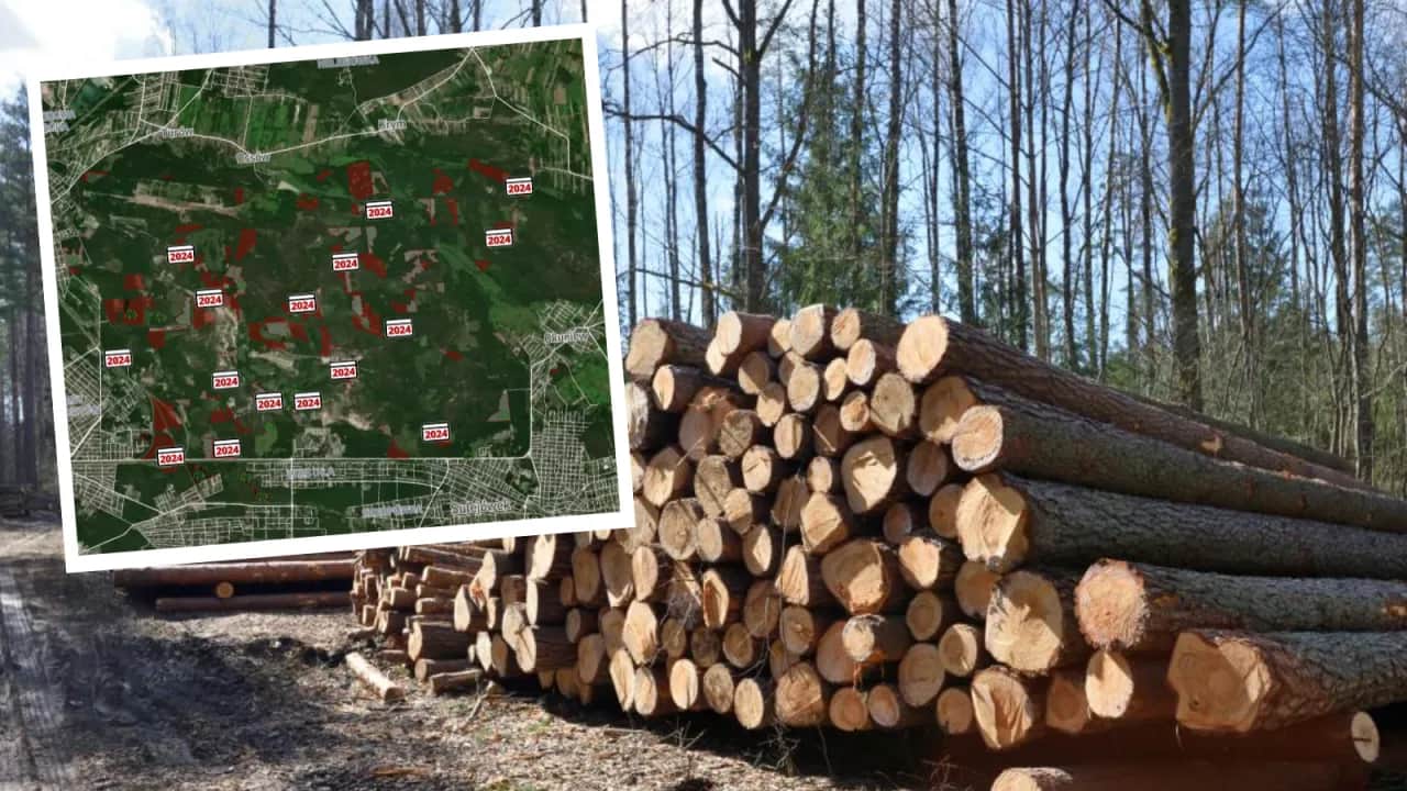 Wycinka drzew w jakich miesiącach? Sprawdź, aby uniknąć problemów