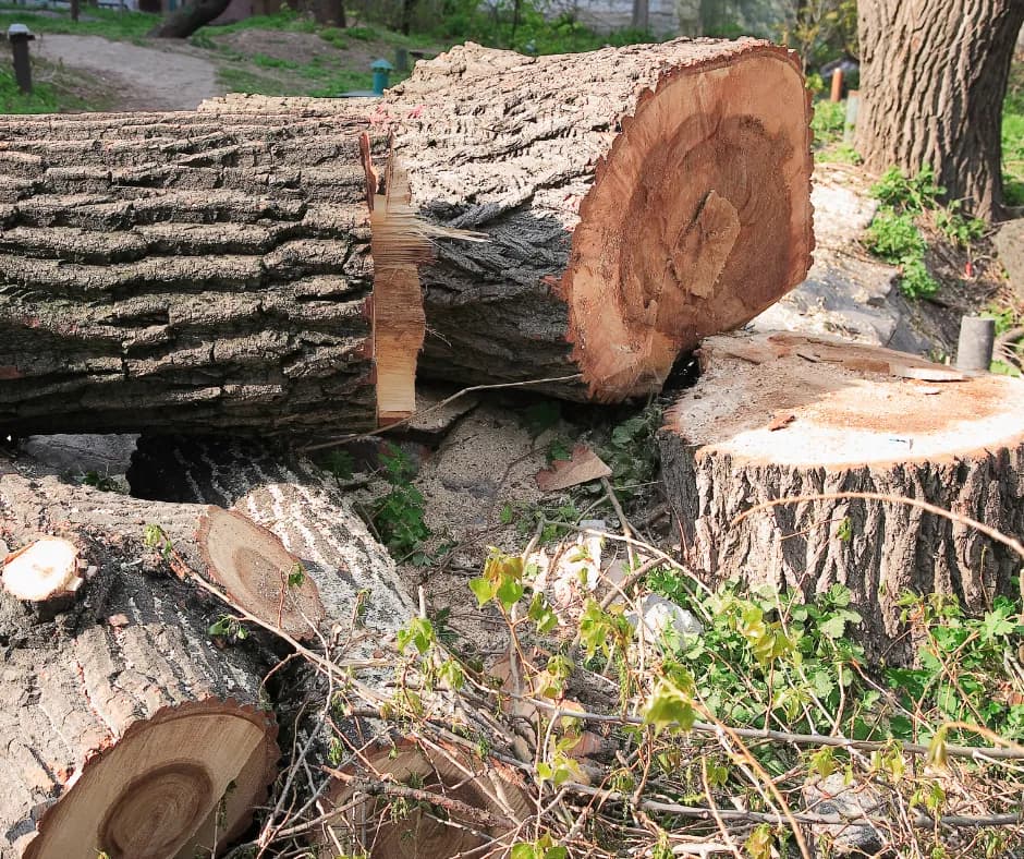 Czy można wyciąć uschnięte drzewo? Poznaj zasady i wyjątki