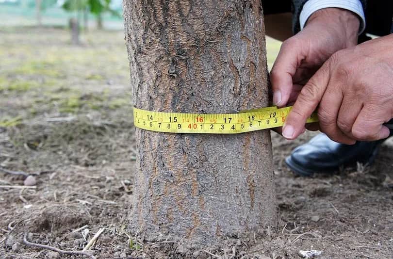 Wycinka drzew w jakim okresie? Sprawdź, kiedy jest to dozwolone
