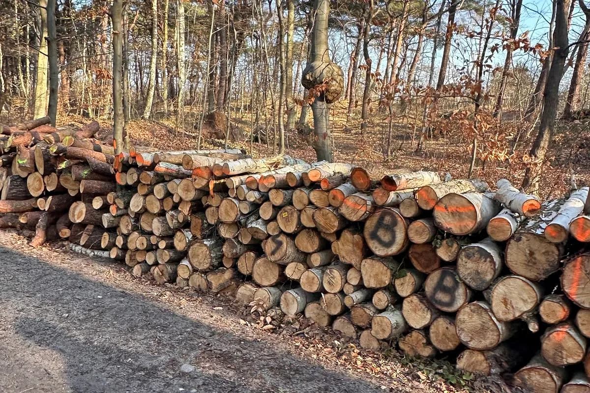 Co z wycinka drzew na Półwyspie Helskim? Skutki i regulacje prawne