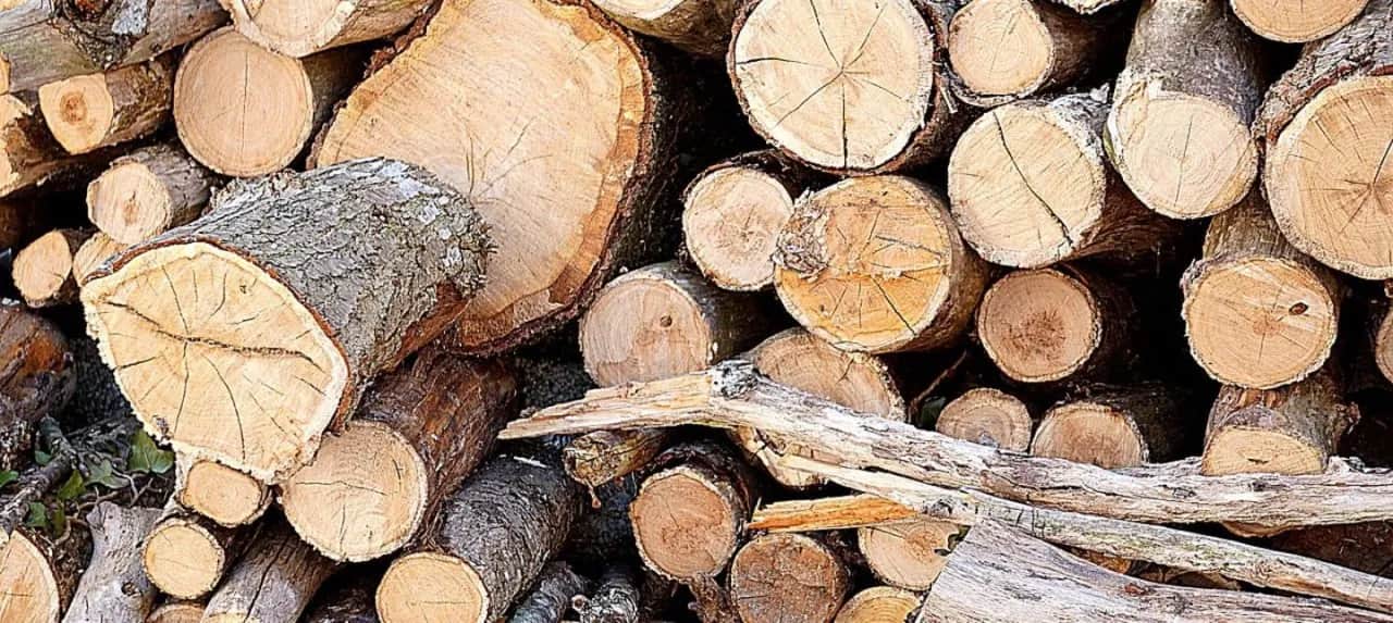 Czy drzewo orzech można wyciąć bez zezwolenia? Sprawdź zasady!