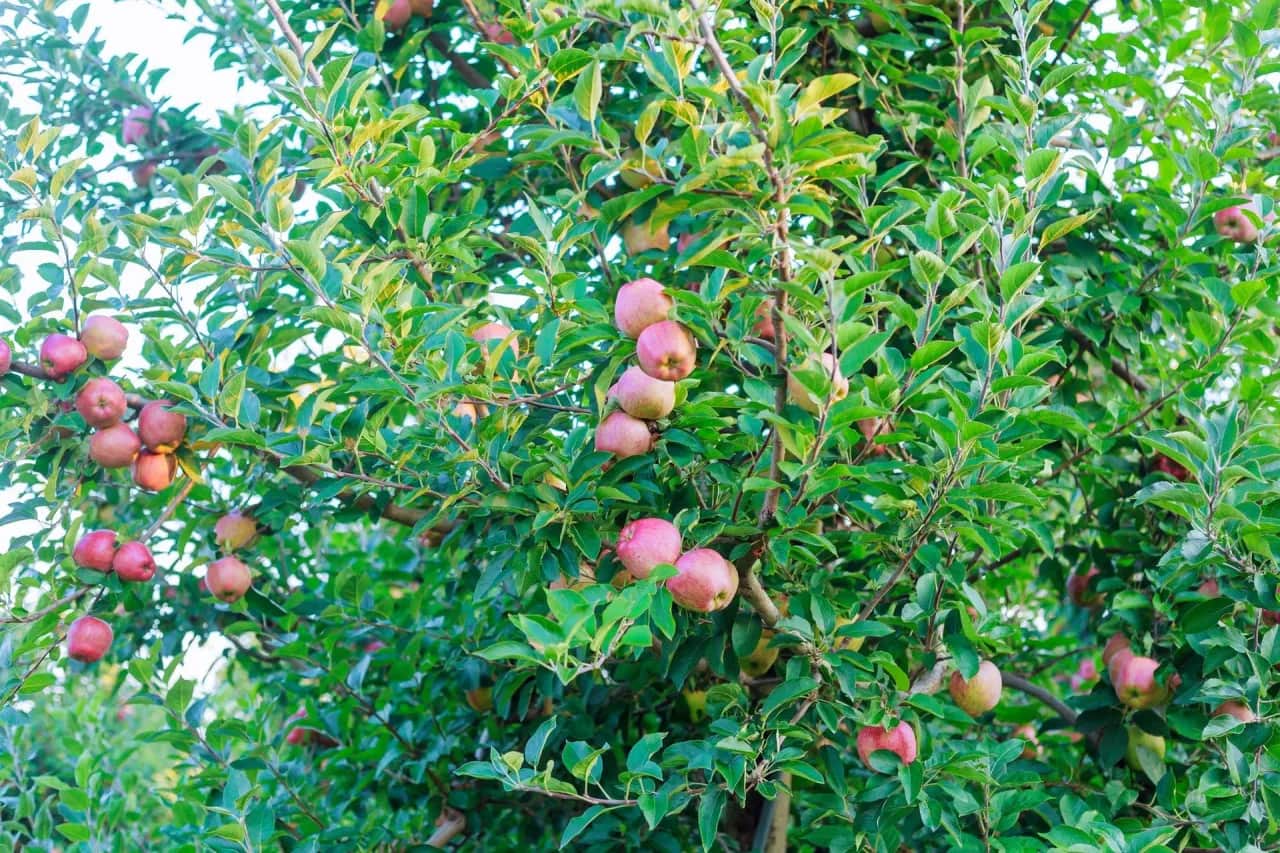 Czy można wyciąć drzewo owocowe na działce? Sprawdź, zanim to zrobisz