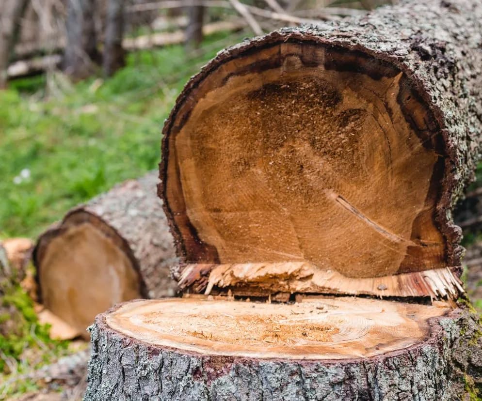 Kiedy nie trzeba zezwolenia na wycinkę drzew? Sprawdź ważne zasady