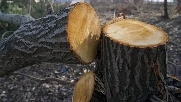 Do kiedy można wyciąć drzewa? Poznaj ważne przepisy i terminy
