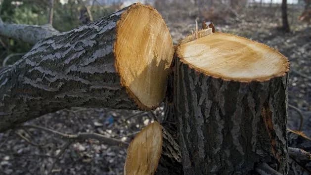 Do kiedy można wyciąć drzewa? Poznaj ważne przepisy i terminy