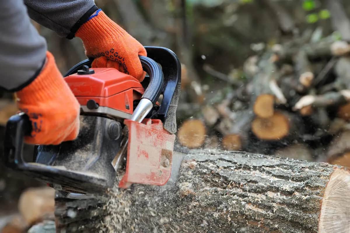 Jakie drzewa można wyciąć bez zezwolenia na własnej działce? Sprawdź zasady