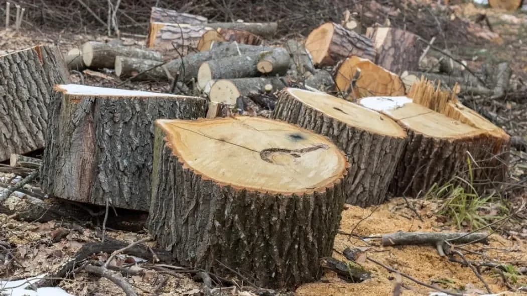 Czy można wyciąć drzewo bez zezwolenia? Sprawdź ważne przepisy
