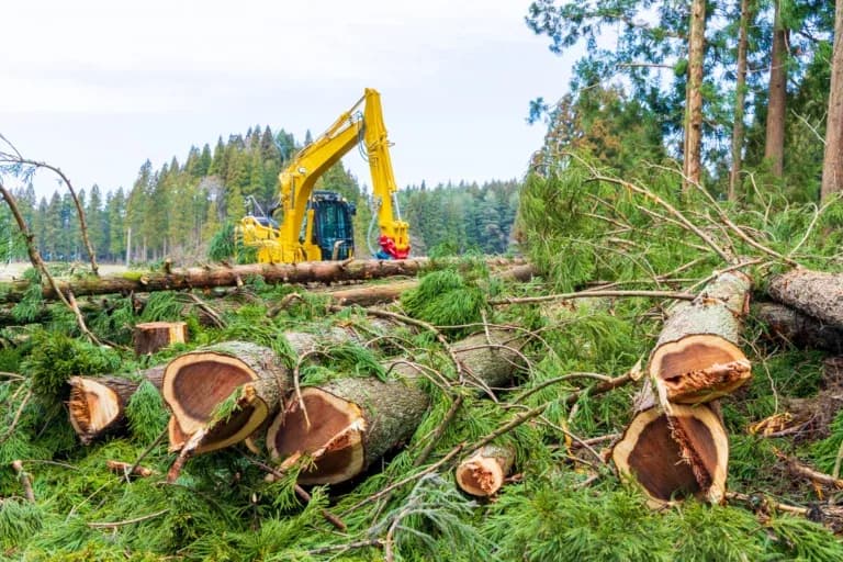 Na jakiej wysokości mierzymy obwód drzewa do wycinki, aby uniknąć problemów?