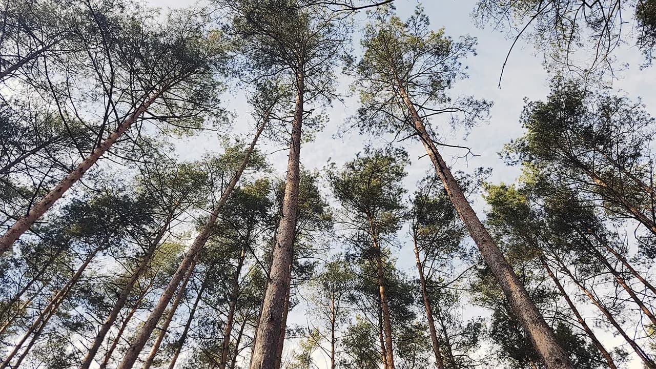 Jak umotywować wniosek o wycięcie drzewa, aby uniknąć odmowy?