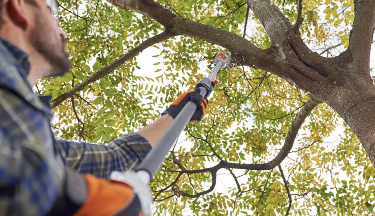 Jak napisać wniosek o wycięcie drzewa - uniknij najczęstszych błędów