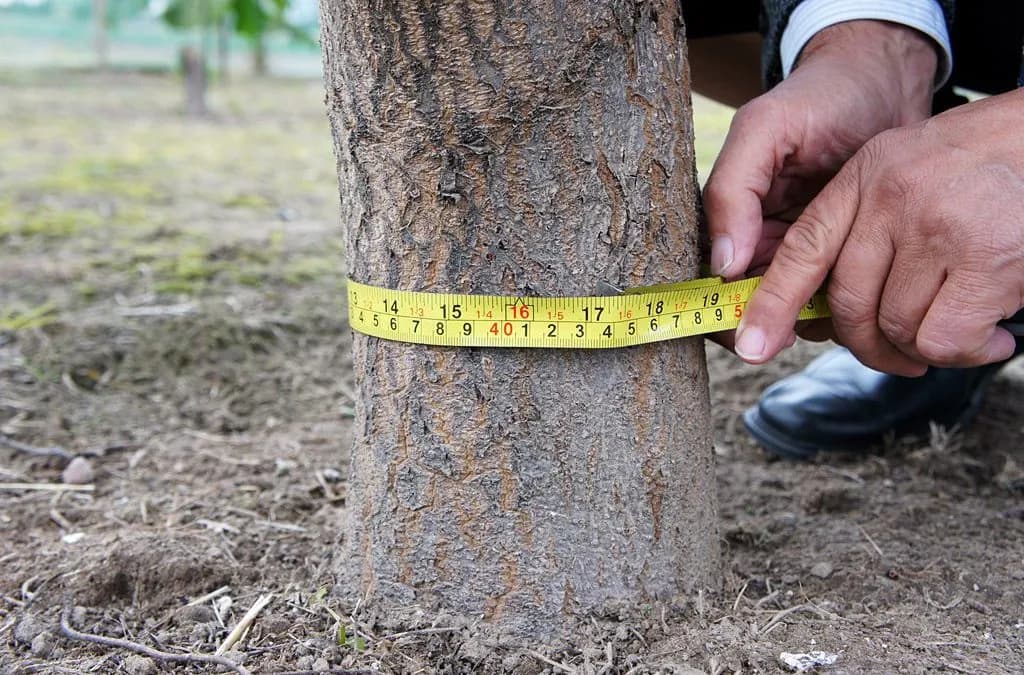 Czy na wycięcie drzewa owocowego potrzebne jest zezwolenie? Sprawdź!