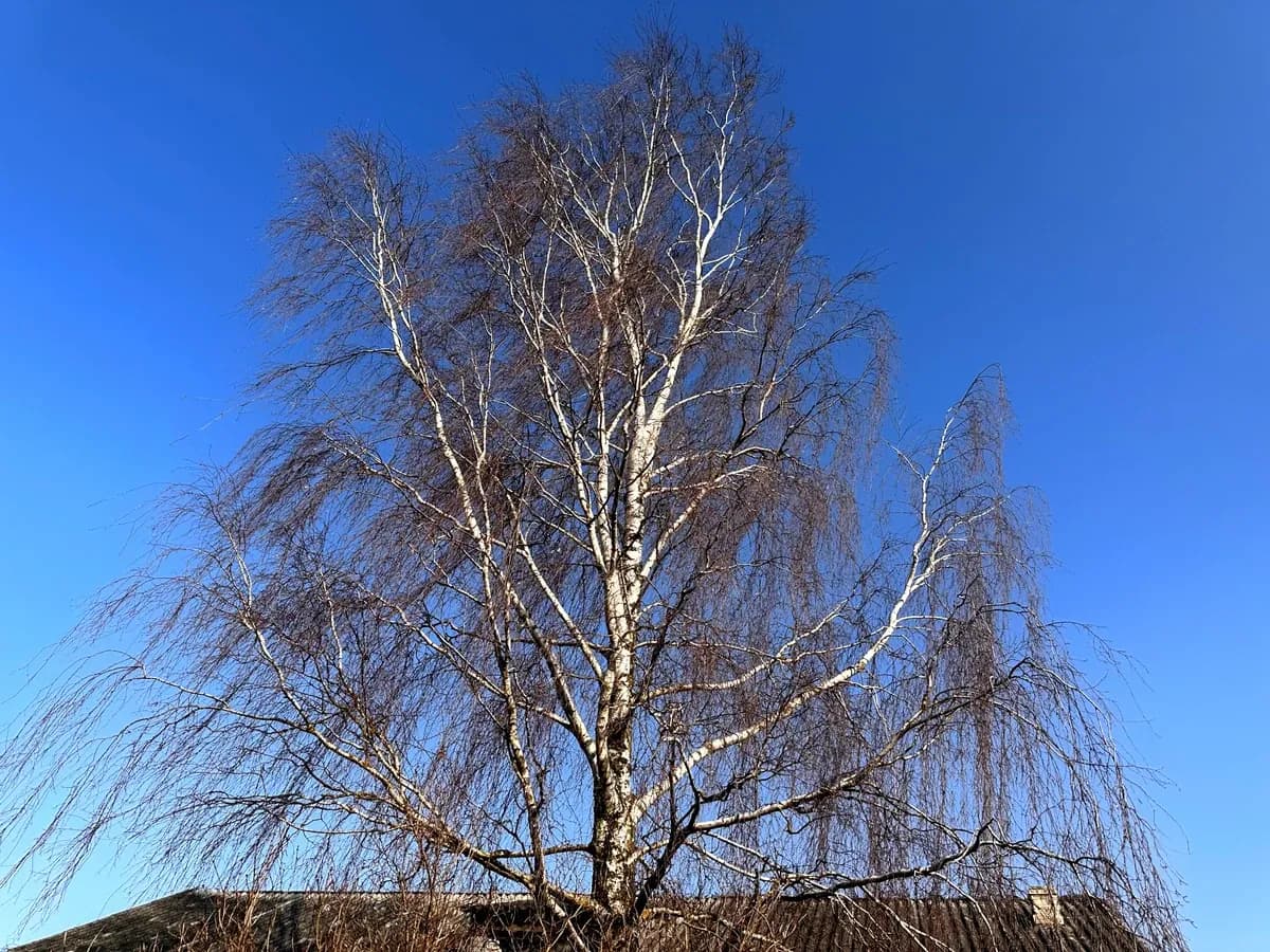 Czy rolnik może wyciąć drzewa bez zezwolenia? Sprawdź, kiedy tak!