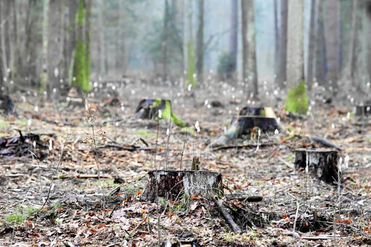 Co powoduje wycinkę drzew? Poznaj zagrożenia i skutki dla środowiska