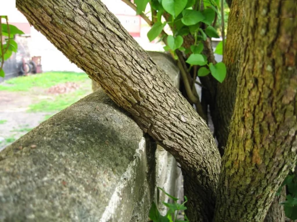 Czy można zmusić sąsiada do wycięcia drzewa? Sprawdź swoje prawa!